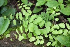 Adiantum philippense